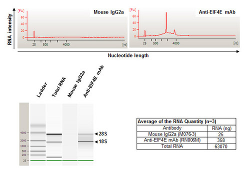 Anti-EIF4E mAb (Clone: C107-3-5)