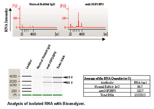 Anti-IGF2BP3 (IMP3) (Human/Mouse) pAb