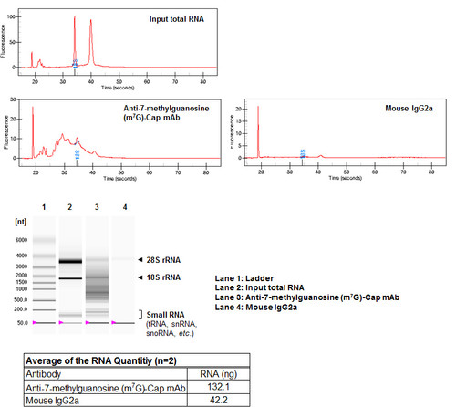 Anti-7-methylguanosine (m7G)-Cap mAb (Clone: 150-15)