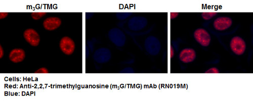 Anti-2,2,7-trimethylguanosine (m3G/TMG) mAb (Clone: 235-1)