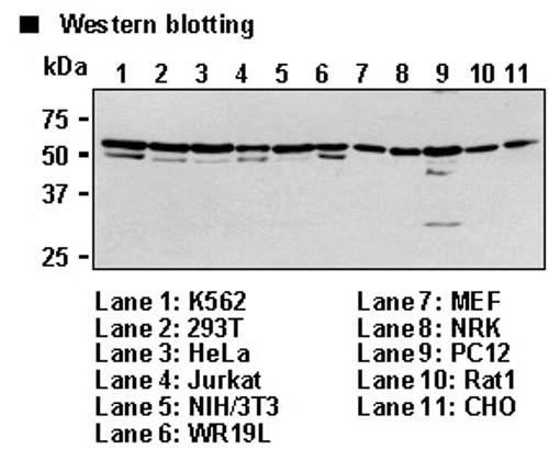 Anti-CUGBP2 (Human) pAb