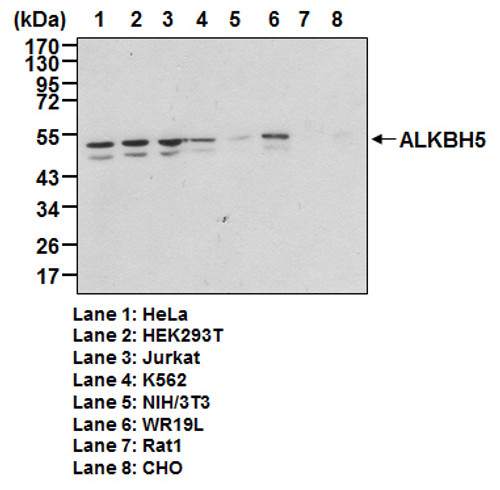 Anti-ALKBH5 pAb Anti-ALKBH5 pAb