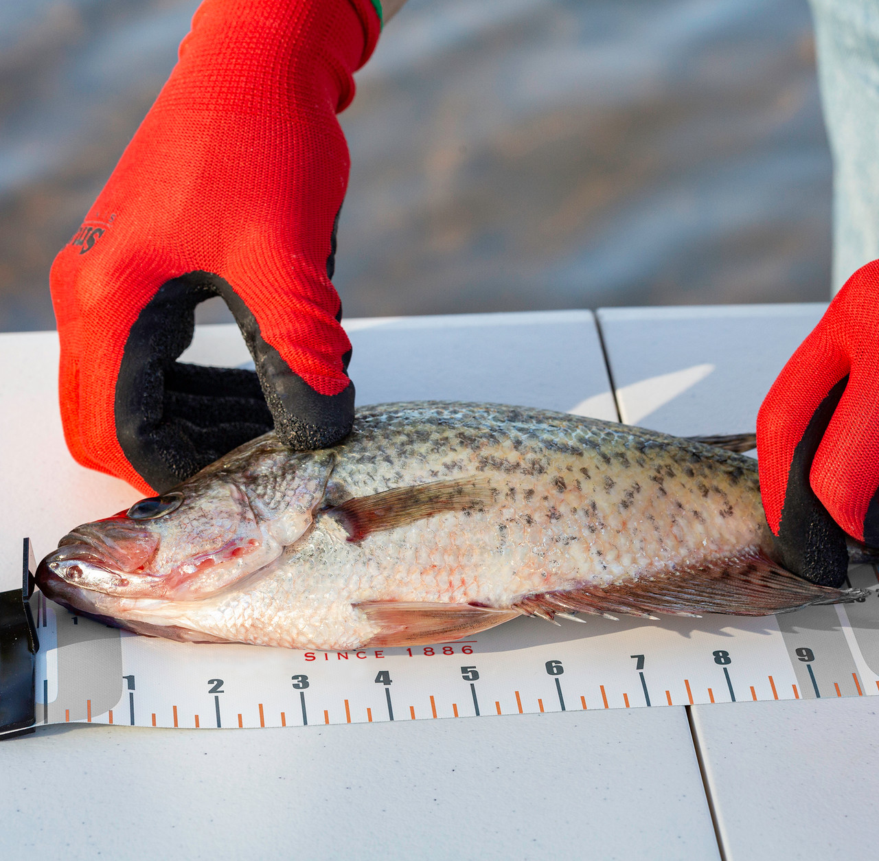 Fish Measuring Ruler Foldable Fishing Measuring Tape Waterproof Fishing  Tackle