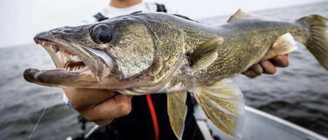 How to Catch and Cook Walleyes this June