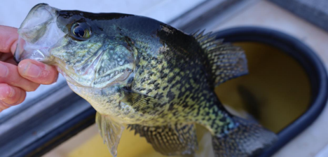 How to Catch, Clean and Cook Early Season  Crappies 