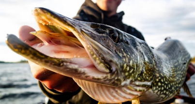 NORTHERN PIKE- IT'S WHAT'S FOR DINNER