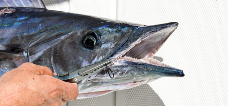 Successful Saltwater Anglers Depend on Smith’s  Lawaia Series