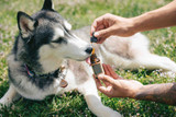 Hemp for Dogs: Top 5 Things Pet Parents Should Know About