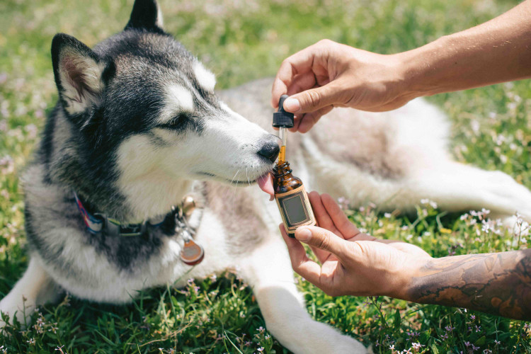 Hemp for Dogs: Top 5 Things Pet Parents Should Know About