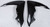 POLISPORT Radiator Shrouds Black 8416200003