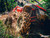 SuperATV Intimidator UTV / ATV All-Terrain Tire - 36x10.5-18