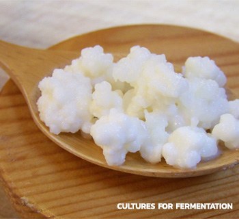 Cultures of Fermentation