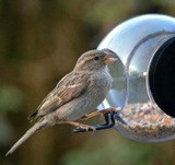 Cose Nuove Birdfeeder - For the Window - Born in Sweden 