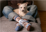 Person relaxing with a small white dog, wearing blue jeans and patterned Solmate Socks with earth-tone colors.
