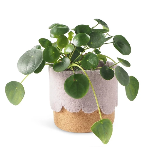 Pilea plant in a lavender wool and cork pot against a white background.