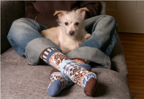 Solmate Socks - Adult Crew - Dog