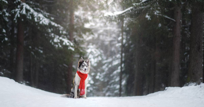 Embracing Winter in Scandinavia