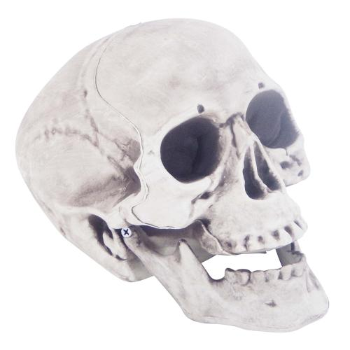 Skeleton Skull 24cm