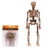 3PK SKELETONS