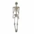 LARGE HANGING SKELETON 160 X 42 X 19CM