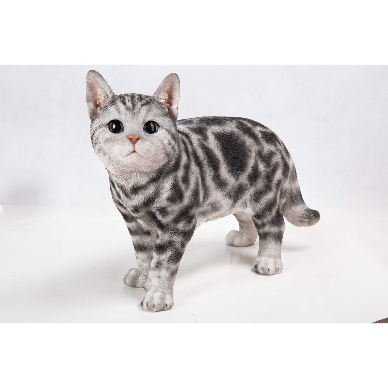 black and white american wirehair cat