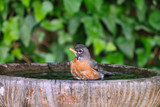Welcome Spring with Beautiful Things for the Birds