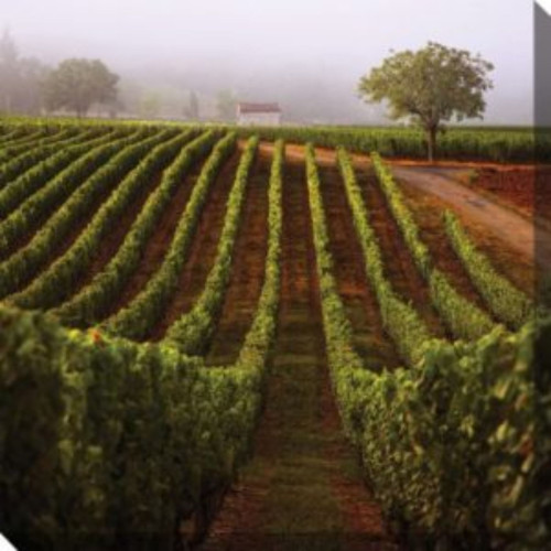 Green and Brown Vineyard Walk Outdoor Canvas Square Wall Art Decor 24" x 24"