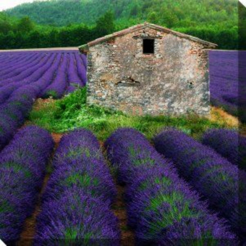 Blue and Green La Lavender Outdoor Canvas Square Wall Art Decor 24" x 24"