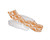 73'' Orange and White Adjustable Flourish Floating Swimming Pool Chaise Lounge