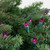 50-Count Purple Mini Christmas Light Set, 10ft Green Wire