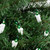 50-Count Green Mini Christmas Light Set, 10ft White Wire