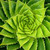 Green Spiral Aloe Outdoor Canvas Square Wall Art Decor 24" x 24"