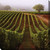 Green and Brown Vineyard Walk Outdoor Canvas Square Wall Art Decor 24" x 24"