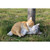 10.75" Tabby Cats Sleeping Outdoor Garden Statue