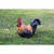 12.5" Brown and Orange Squatting Rooster Statue