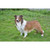 31.25" Collie Dog Outdoor Garden Statue