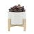 Dotted Ceramic Outdoor Planter with Stand - 7" - White and Beige