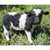 9.25" Black and White Standing Cow Outdoor Garden Figurine