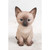 7.5" Sitting Siamese Kitten Outdoor Garden Statue