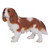 16.25" Brown and White King Charles Spaniel Standing Statue