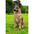 15.5" Small Sitting German Shepherd Outdoor Garden Statue