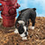 12" Peeing Boston Terrier Outdoor Garden Statue