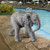 16.5" Eloise the Baby Calf Elephant Outdoor Garden Statue