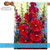 Poppies Floral Outdoor House Flag 40" x 28"