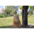11.5" Tabby Cat Sitting Outdoor Garden Statue