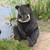 22.5" Bear Cub Sitting Upright Hunting Fish Outdoor Garden Statue