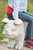 30.25" Gray Solid Pig Outdoor Patio Garden Bench Statue