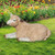 24" Resting Merino Lamb Outdoor Garden Statue