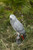 15" Gabon Parrot on Stump Outdoor Statue Garden