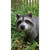 13.25" Raccoon Sitting Outdoor Garden Statue